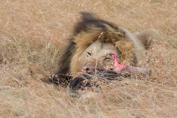 Lion Eating a Prey in Masai mara
