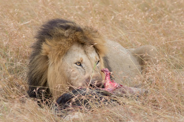 Lion Eating a Prey in Masai mara