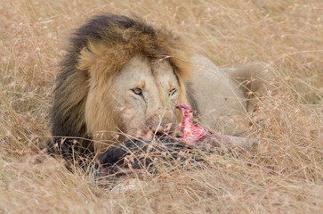 Lion Eating a Prey in Masai mara