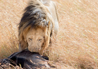 Lion Eating a Prey in Masai mara