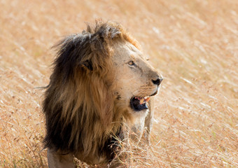 King Male Lion Portrait in Masai Mara , Kenya