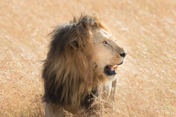 King Male Lion Portrait in Masai Mara , Kenya