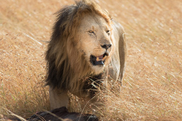 Lion Eating a Prey in Masai mara