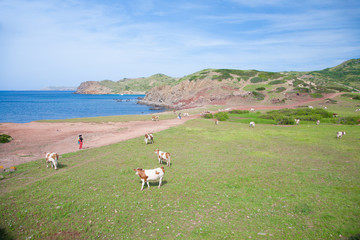 cows and tourists next to sea