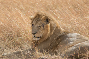 King Male Lion Portrait in Masai Mara , Kenya