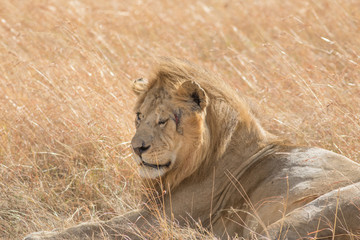King Male Lion Portrait in Masai Mara , Kenya