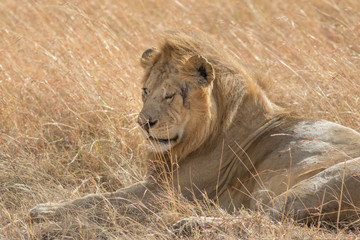 King Male Lion Portrait in Masai Mara , Kenya