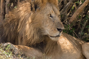 King Male Lion Portrait in Masai Mara , Kenya