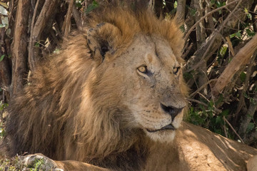 King Male Lion Portrait in Masai Mara , Kenya