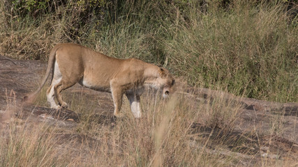 Naklejka na ściany i meble Lions pride and Cubs in Masai mara