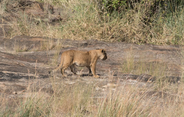 Lioness in the Wilderness of Masai mara , Kenya  ,Africa