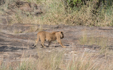 Lioness in the Wilderness of Masai mara , Kenya  ,Africa