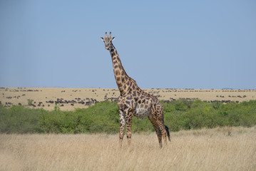 Girrafes in Masai mara