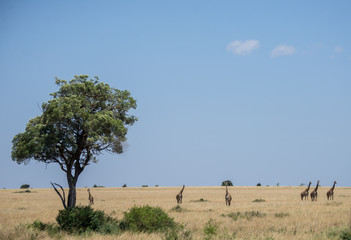 Obraz premium Girrafes in Masai mara