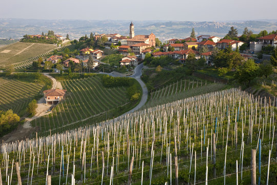 Vineyards, Piedmont, (or Piemonte or Piedmonte), Italy