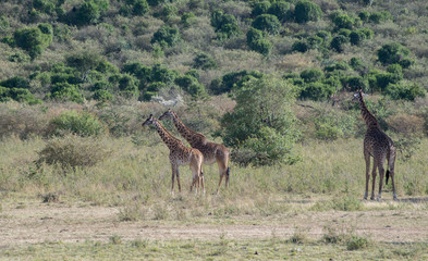 Girrafes in Masai mara