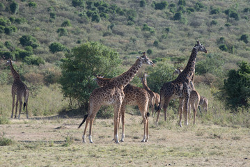 Girrafes in Masai mara