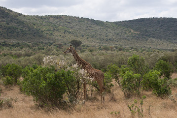 Girrafes in Masai mara