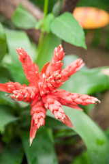 red flower bud