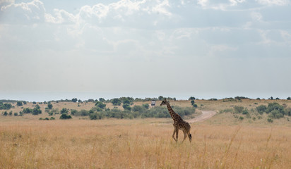 Girrafes in Masai mara