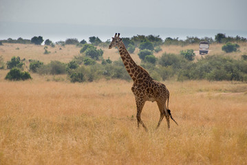 Girrafes in Masai mara