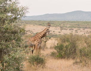 Girrafes in Masai mara