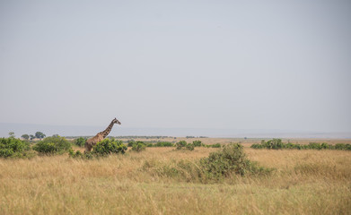 Girrafes in Masai mara