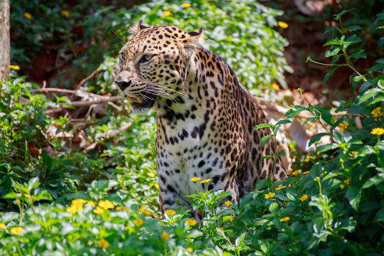 Tiger jaguar is roaring.