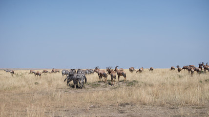 Obraz na płótnie Canvas Beautiful Herd in the nature of Masai mara ,kenya, africa