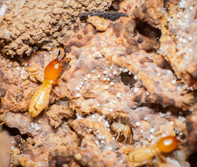 Close up termites in the nests.