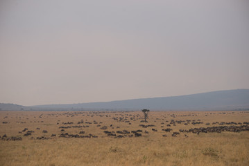 Beautiful Herd in the nature of Masai mara ,kenya, africa