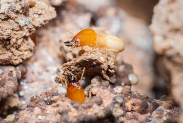 Close up termites in the nests.