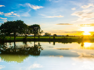 Fototapeta premium sunset in farm rice