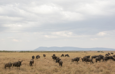 Beautiful Herd in the nature of Masai mara ,kenya, africa