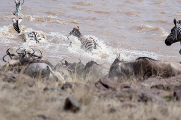Africa Great Migration