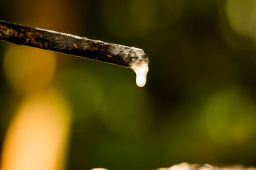 rubber, latex,Field latex extracted from rubber tree(hevea brasiliensis)