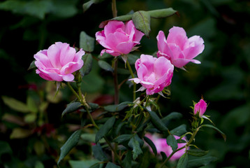ピンクのバラ