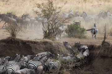 Africa Great Migration
