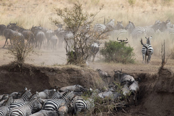 Africa Great Migration