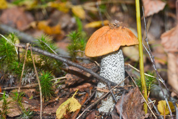 Orange-cap boletus grows out of the earth.