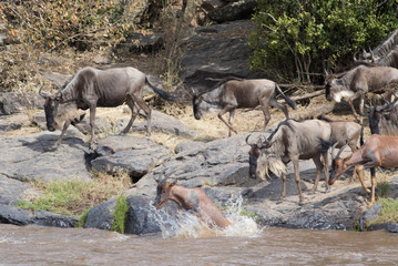 Africa Great Migration