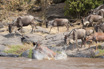 Africa Great Migration