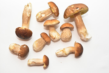 White mushroom (Boletus edulis).