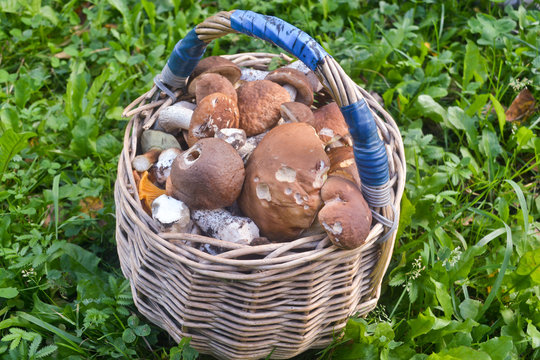 Full basket of mushrooms. The result of the successful collectio