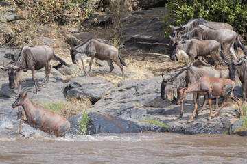 Fototapeta premium Africa Great Migration