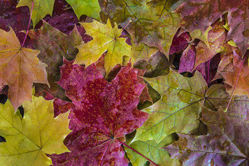 Colorful maple leaves on a dark wet wooden background
