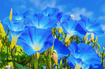 Heavenly blue ipomoea (morning glory) flowers