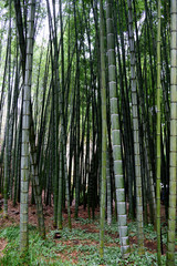Bamboo garden