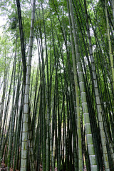 Bamboo garden