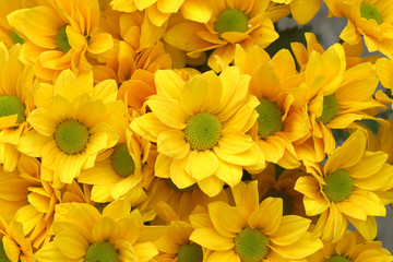 Close up of Yellow chrysanthemums flower.